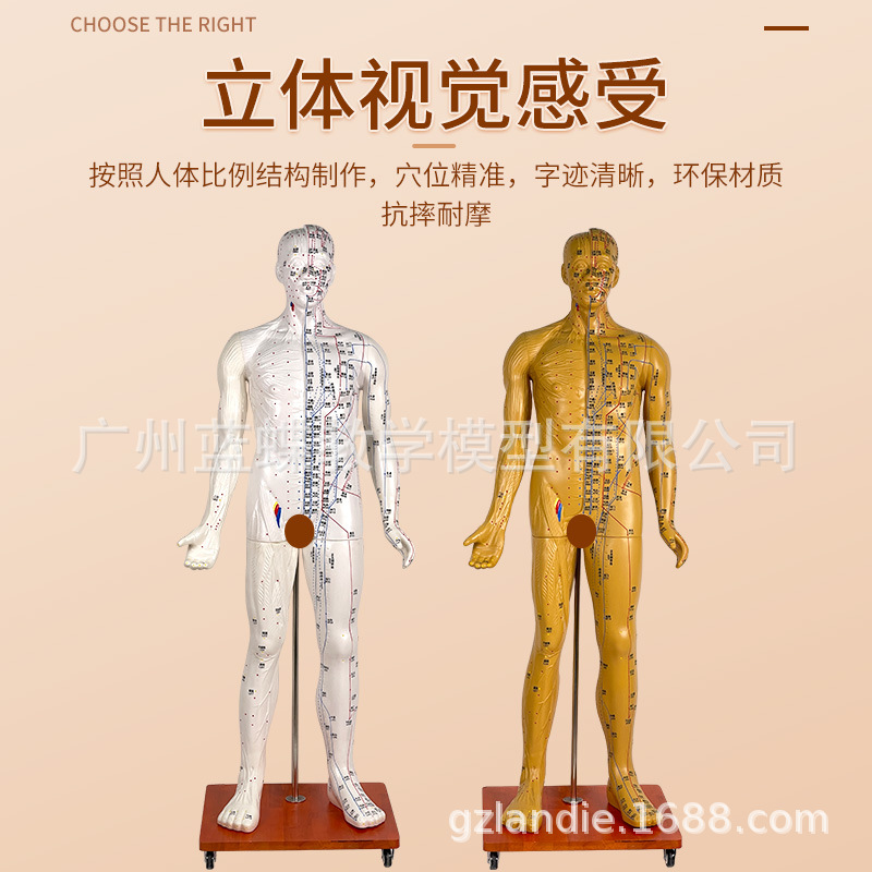 178CM�������ģ�͸���߼��� ����Ѩλģ�� Ѩλ�������ѧģ��