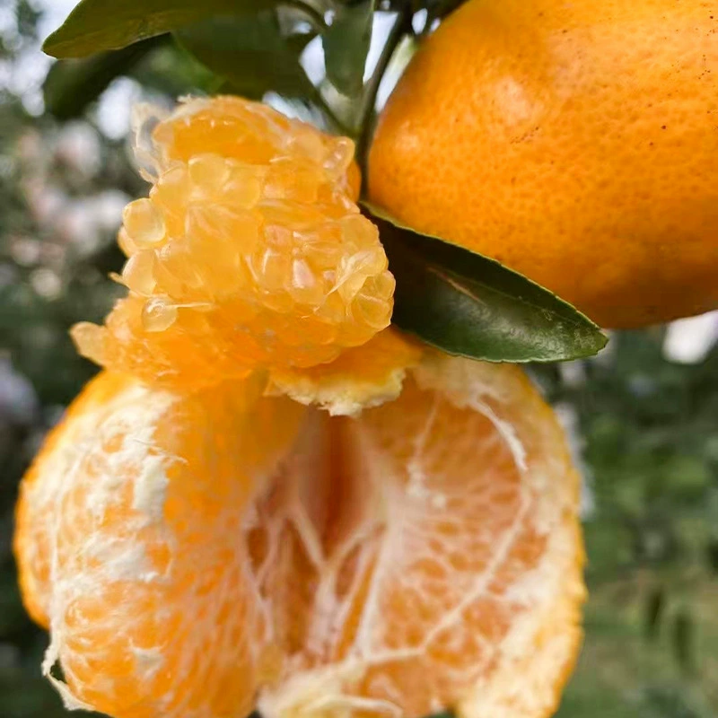 Цитронная рассада Цитронные рассады цитрусовых