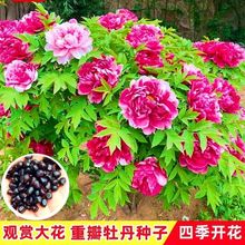 ĵNļ_̨҃ͥԺNֲԾGֲ߲˷N