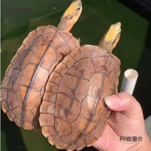 【广东发货】纯种越南石金钱龟正宗石龟宠物观赏小乌龟送龟麦太保