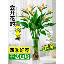 天堂鸟水培植物懒人好养活室内桌面盆栽客厅高级感绿植大叶鹤望兰