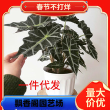 һ�����l��С��Ů����������ֲ����~�^��ɏ��������҃��^�~�W