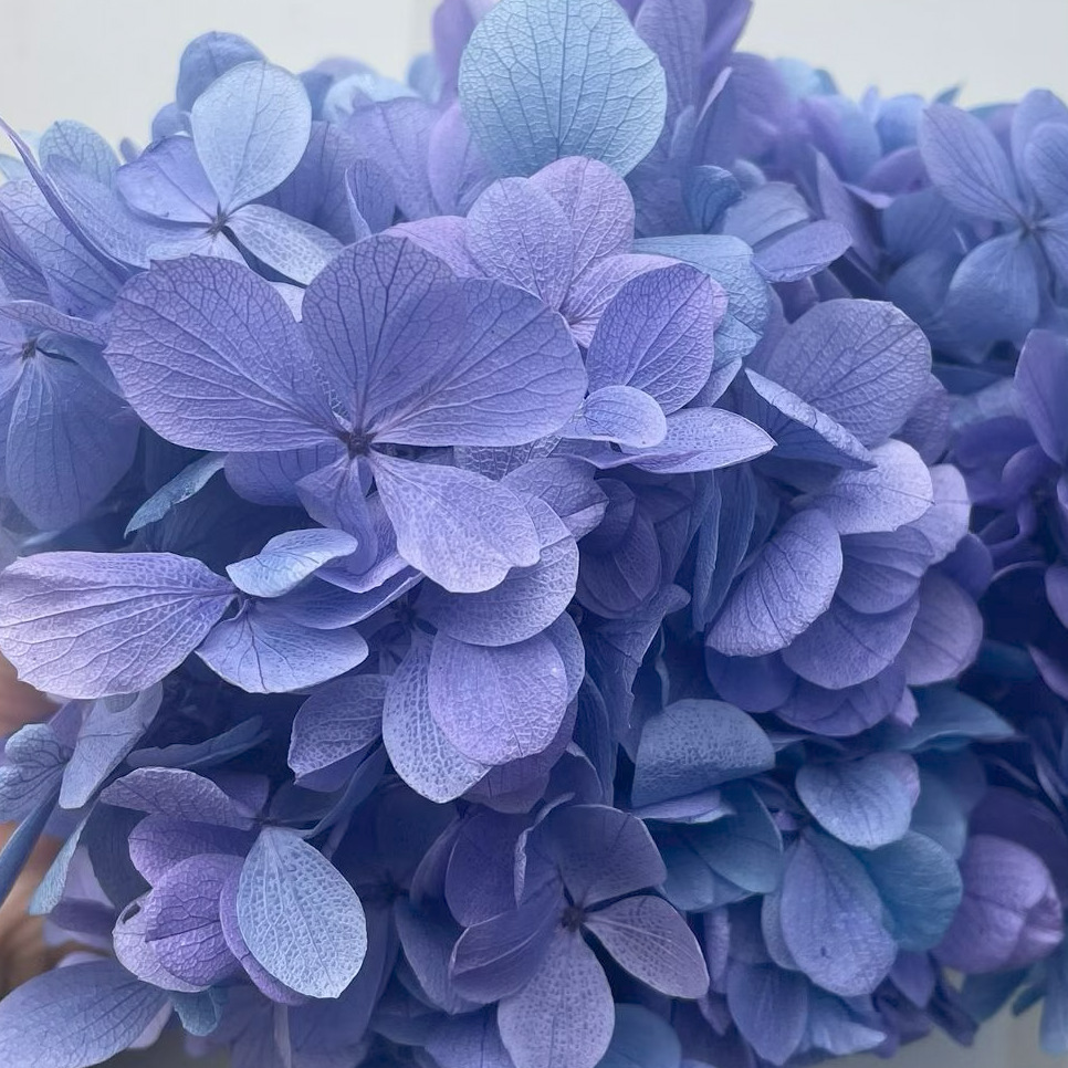 ✅ Flores secas flores eternas hortenida color gradiente material hecho a mano bolsa de calzado de boda cubierta de vidrio grupo de construcción de flores actividades