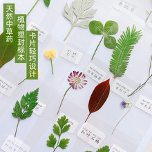 塑封植物书签天然中草药标本儿童老师教学材料干花押花真树叶卡片