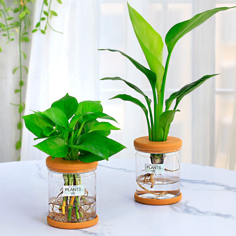 グリーンラタン水耕栽培ホルムアルデヒド除去鉢植え金のなる木ミント富竹屋内花緑植物オフィスグリーンラタン|undefined