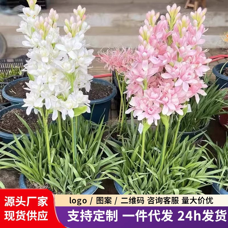 Многоликовые двойные лепестки позднего ароматного нефрита цветущие ароматные ароматы