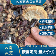 云南灵芝干货批发包邮赤灵芝天然深山野生灵芝泡酒中药材产地直销