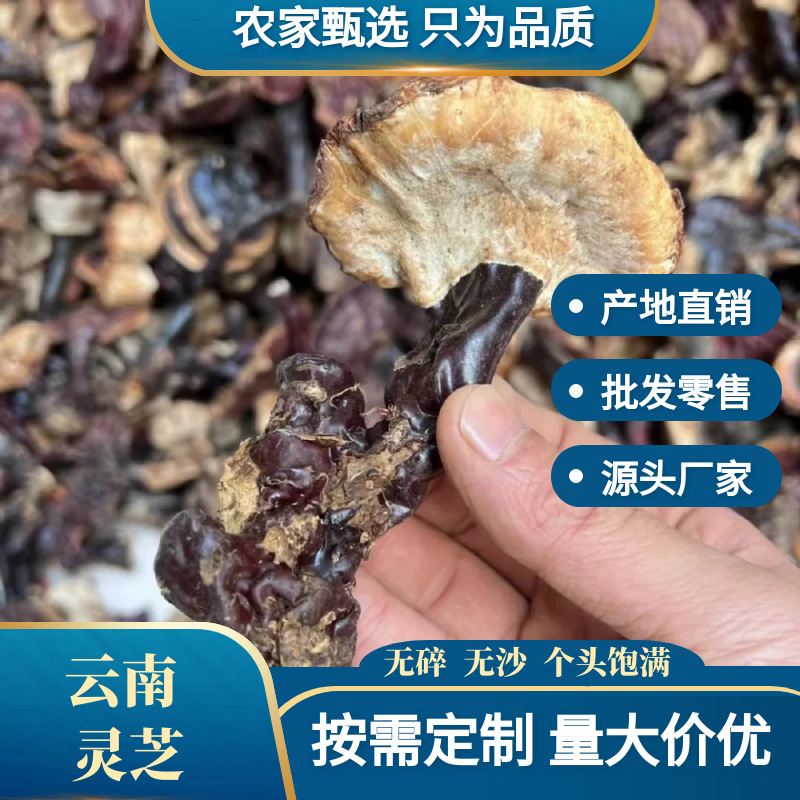 云南灵芝干货批发包邮赤灵芝天然深山野生灵芝泡酒中药材产地直销