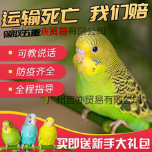 ��Ƥ�W�^���B��С�͕��fԒ�Č����B�������B���P���BС�B�B�\