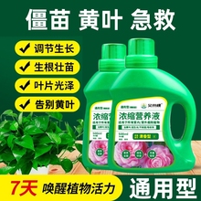 植物营养液通用型绿植僵苗黄叶急救土培水培盆栽花卉花肥液体肥澜