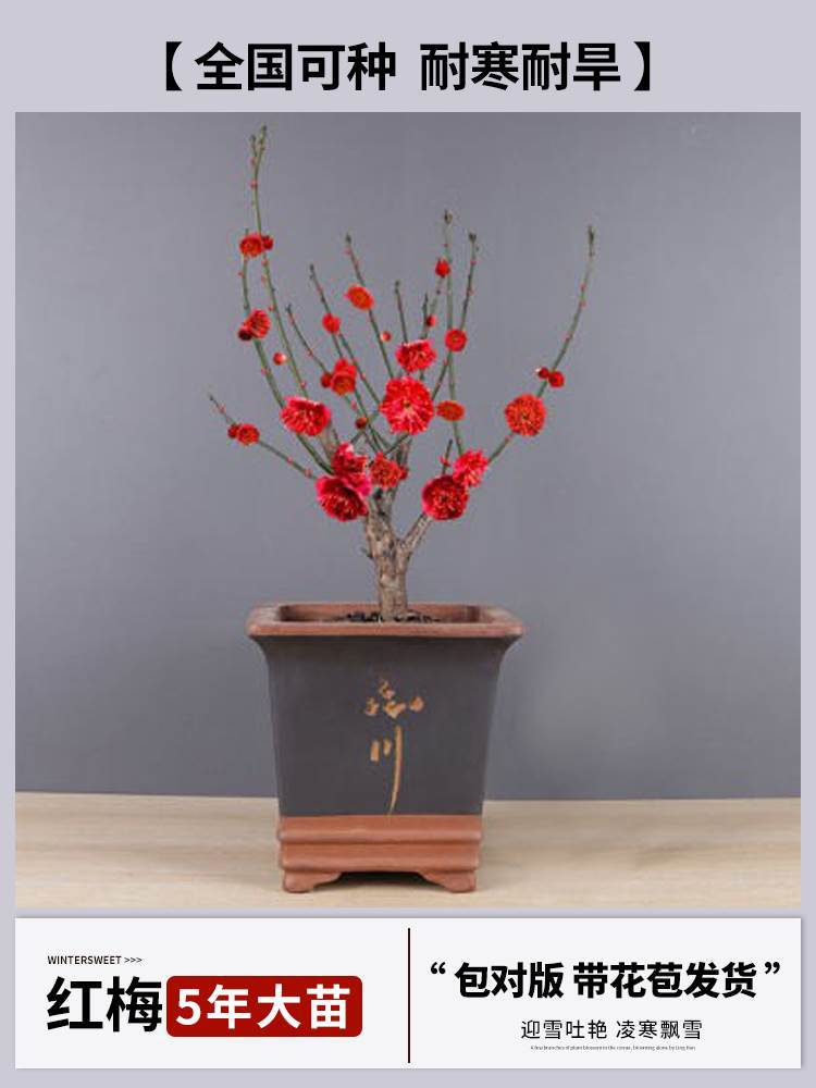 [향기홍매화] 5년근 모종 + 특수비료 (개화기에는 꽃이 피고, 재발생하지 않음)