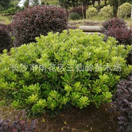 乔木;灌木;盆景