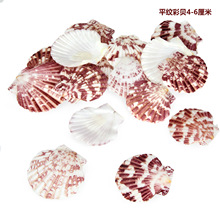 爱贝来自然贝壳批发 平纹彩贝4-7厘米 扇形贝壳家装贴墙婚庆装饰