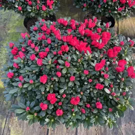 盆栽;乔木;灌木