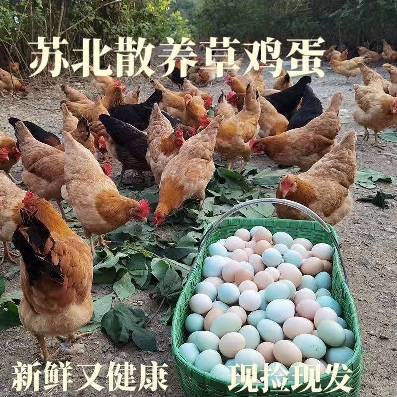 新鲜农家散养草鸡蛋笨鸡蛋柴鸡蛋谷物土鸡蛋鸽子蛋大量绿壳蛋批发