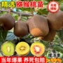 嫁接种植猕猴桃奇异果果苗