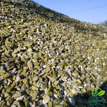 厂家供应凤凰绿石子 绿色水洗石 汗蒸房用丹东绿玉石 绿色水磨石