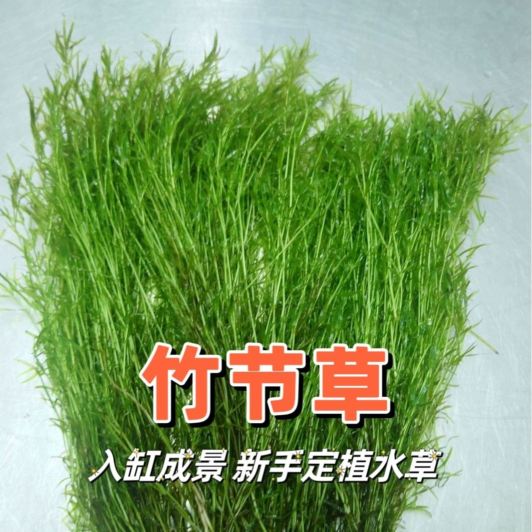 Маленький бамбуковый аквариум с живыми водяными травами