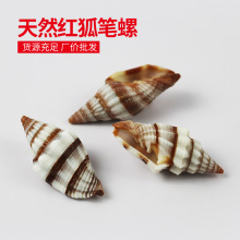 厂价批发天然小海螺贝壳红狐笔螺鱼缸造景手工diy水族箱装饰一斤