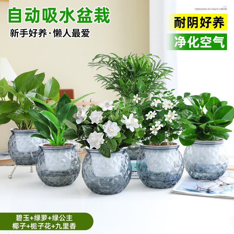 [6개의 정화 및 알데히드 제거 냄비] 재스퍼 + 포토스 + 그린 프린세스 + 코코넛 + 치자나무 + 지우리샹