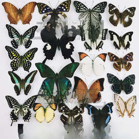 A-品相真蝴蝶标本未展翅原蝶杂蝶昆虫幼儿园教学收藏摄影道具包邮