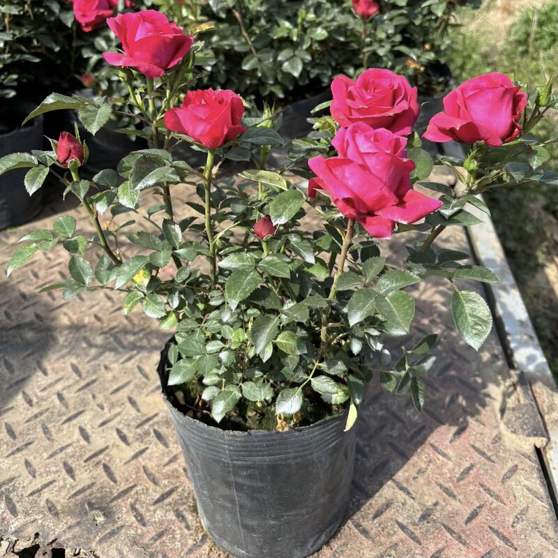 Shrub European Large-Flowered Rose, Blooms All Year Round, Fragrant Rose Flower Plant, Suitable for Balcony and Garden Potting Shrub European Large-Flowered Rose, Blooms All Year Round, Fragrant Rose Flower Plant, Suitable for Balcony and Garden Potting