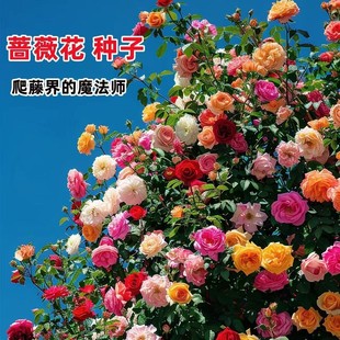 �����Nޱ���N�����ļ����N�_���¼�����ֲ�ﻨ������ͥԺ���ܷN��