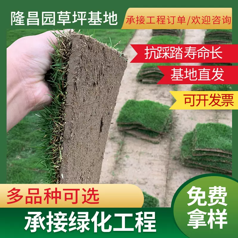 厂家供应别墅小区绿化草坪河道整改带土真草坪绿化工程马尼拉草坪