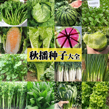 秋播蔬菜種子白菜蘿卜生菜菠菜香菜種子陽台盆栽蔬菜種籽秋季種孑