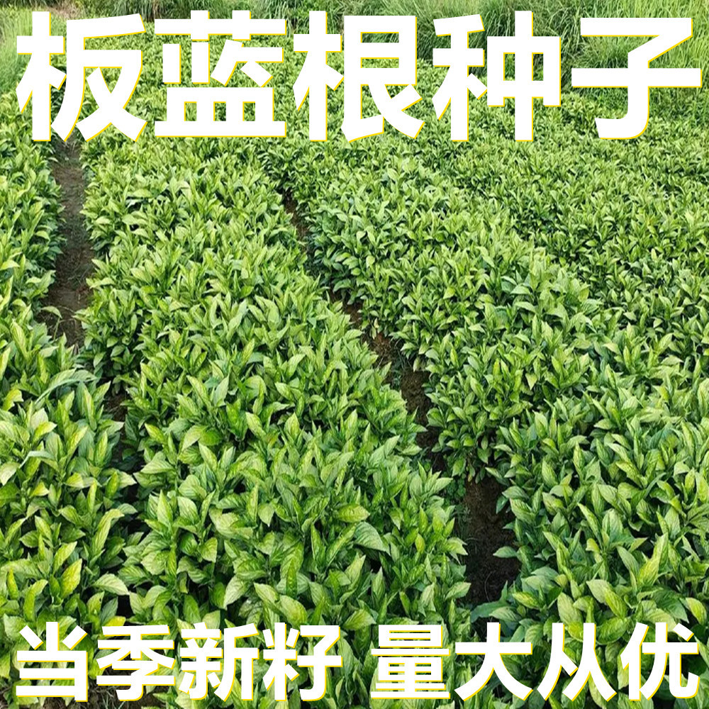 板蓝根种子 500克袋装散装 产地直供 当季新籽 庭院植物种子