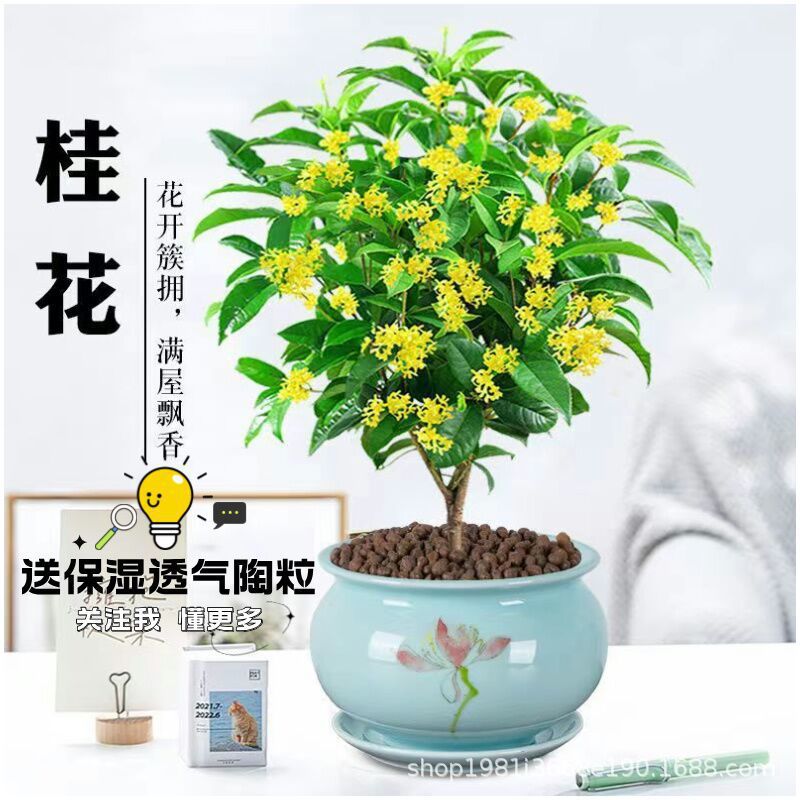 桂花盆栽浓香型四季桂树苗花卉丹桂室内阳台常年开花常绿桌面