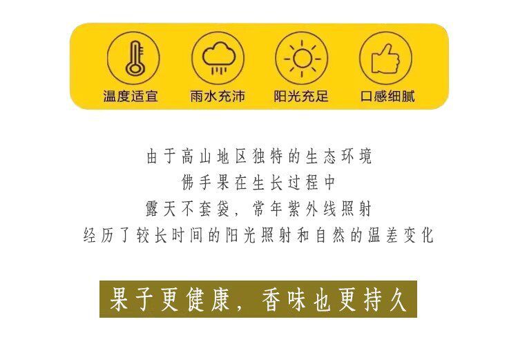 Fresh Fingered Citron Branches Buddha Hand Fruit for Water Cultivation and Display key features