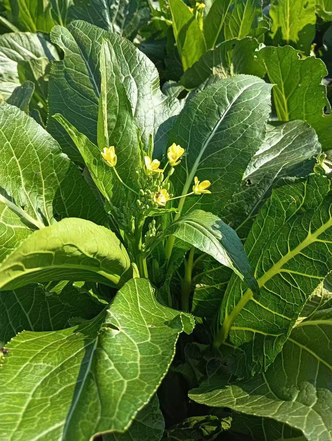 微信图片_20241106174721