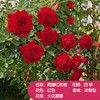 Rose seedlings Yunnan Rose Potted Plant Slap Four Seasons Blossoming Old Piles and Fragrant Fragrant Flower Plant Seedlings