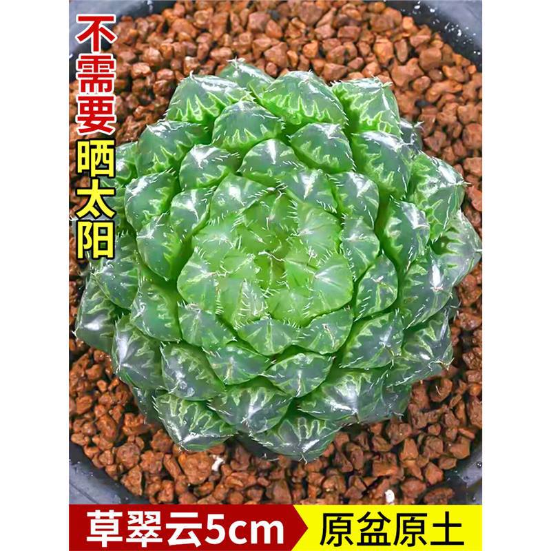 Caocuiyun 5cm + 플라스틱 냄비