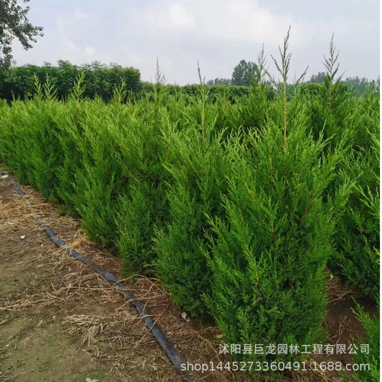 Основа из китайского кипариса и саженцев кипариса, саженцы для проекта по зеленению, саженцы кипариса Хэнань, полные характеристики и большие объемы китайского кипариса.