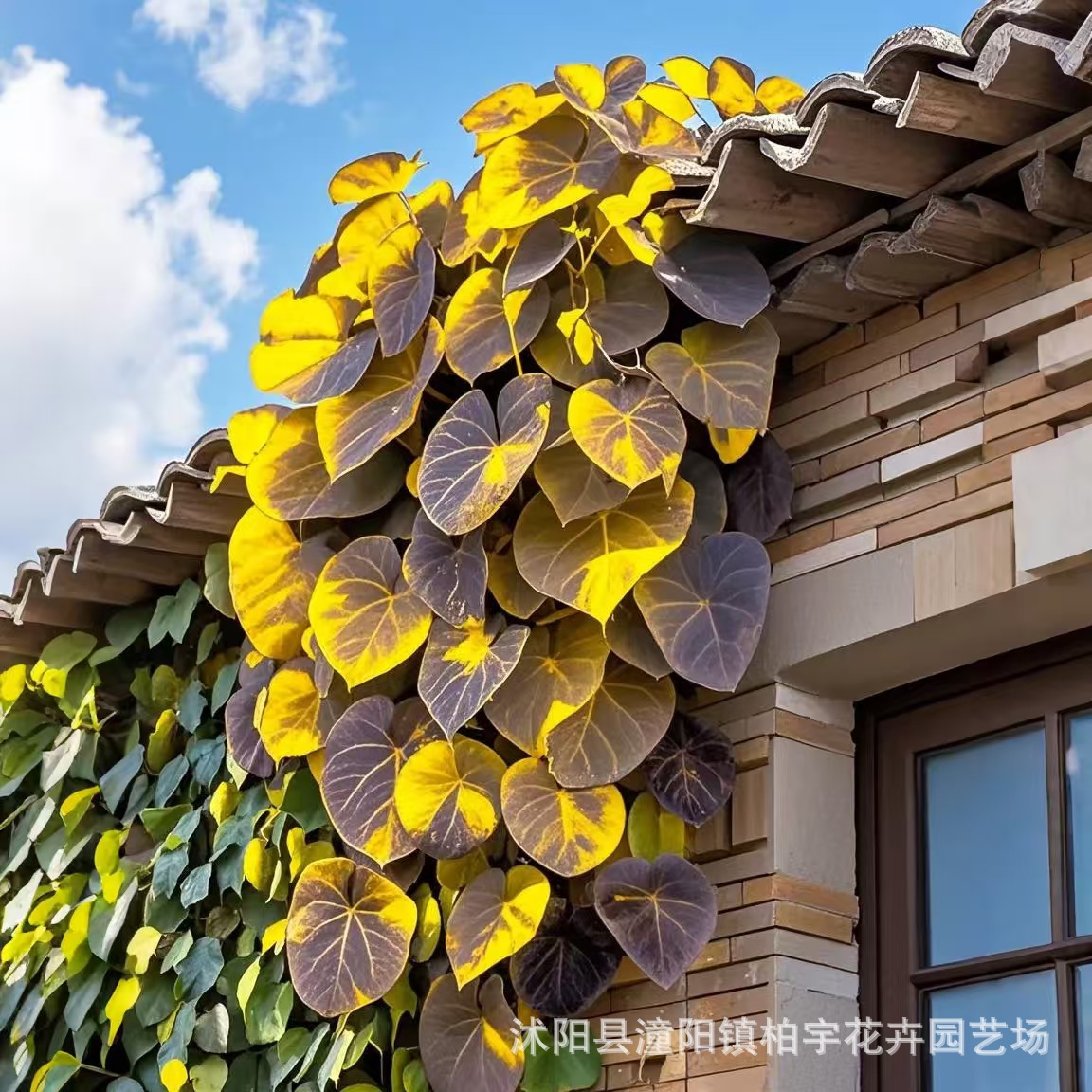 【跨境供货】彩叶牵牛花种子大花牵牛四季阳台盆栽爬藤植物花种子