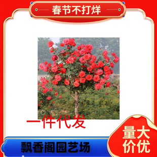 һ�����l�޽Ә���¼��䘶�¼������Ϙ��҃�����ͥԺ�̨�󻨝���