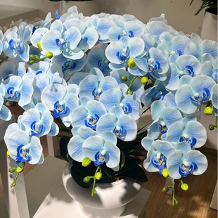 9�^�ָк����m�zƬ�����m�廨���滨�Ҿ��bF؛���l�羳���Q