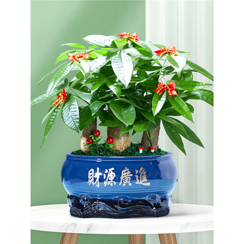Money Tree Potted Stump to Attract Wealth, Indoor Large Green Plant, Opening Gift, Front Desk Large Money Tree, Evergreen All Year Round