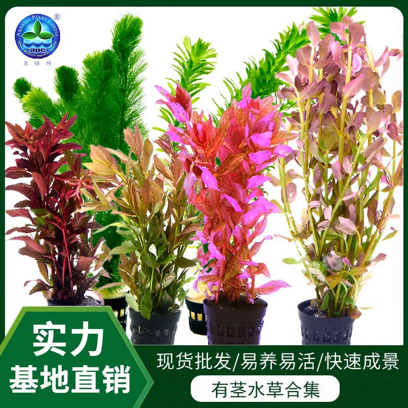 Оптовая аквариум пейзаж живой подводный лист Red Butterfly Хризантема