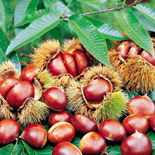 嫁接板栗苗大红袍承德板栗树苗南方北方种植当年结果大栗子树苗