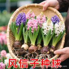 风信子种球水培套装四季水养郁金香花卉室内耐寒土培绿植秋冬盆栽