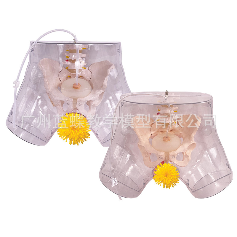 ��Ů��������ֳ�����ʵ���ֱ����ϰģ�ͽ�ѧ��������������ֳϵͳ