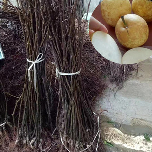 ���������� �޽Ӵ��������� �Ϸ���Ʒ�N ������ľ���l