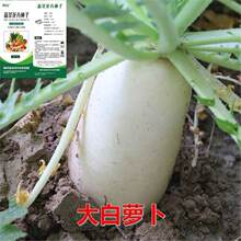 ŽNӰ}N߲˷NӲĴϷNشļ＾N