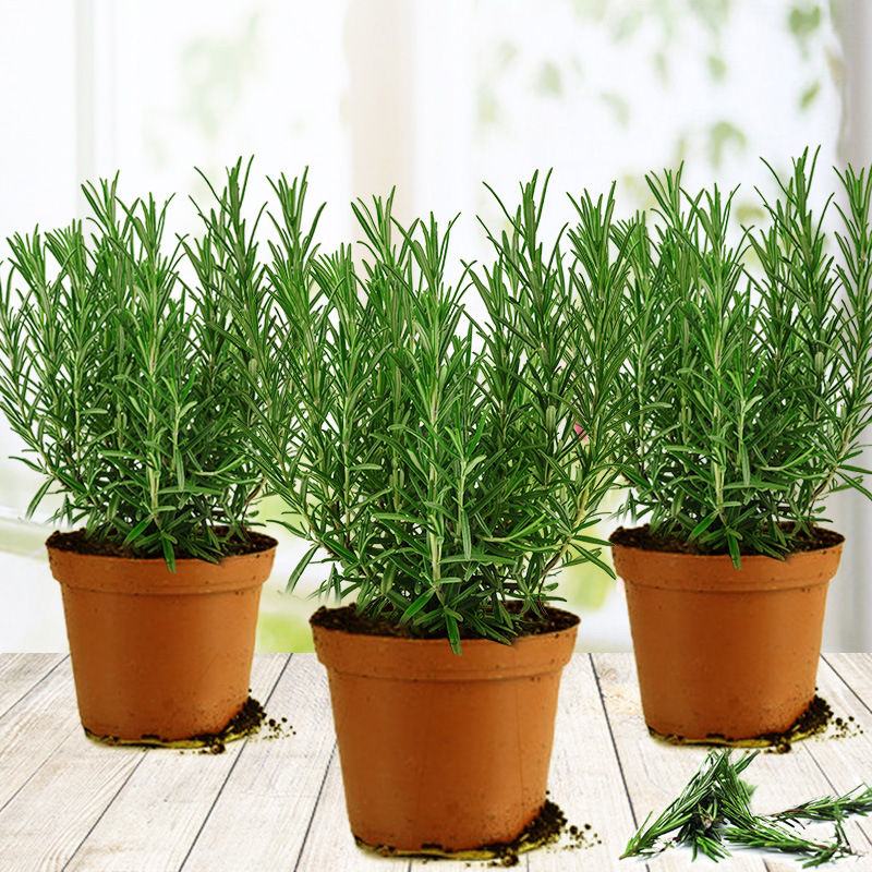 [특별 추천] 중간 크기의 로즈마리 모종 3개 화분(화분 없이 원토) + 영양액