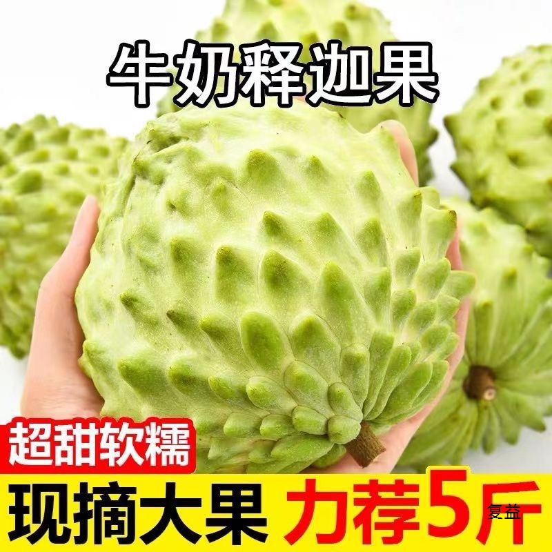 Fresh Milk Custard Apple 5 Jin Seasonal Tropical Fruit Large Fruit Sugar Apple Buddha Head Fruit 1 Jin Not Taiwan