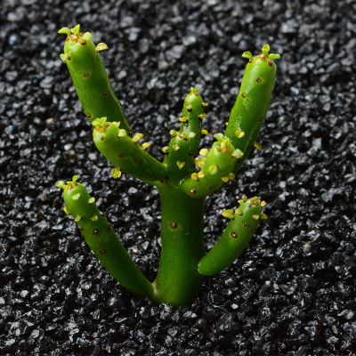 싱글트리의 높이는 6~8cm이며, 1인당 20그루까지 구매 가능합니다. (뿌리가 벗겨진 상태로 배송됩니다.)