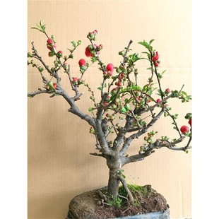 ���Ļ����Ԙ����辰�ذ��Ϙ�ͥԺ�Gֲ���҃��ļ������_�����B�׻�